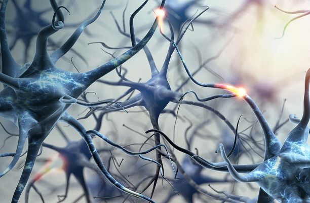 Cérebro humano cria neurônios ao longo da vida, revela pesquisa